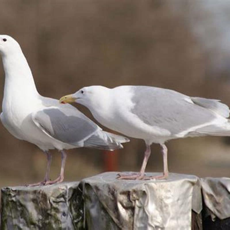 Do Glaucous Winged Gulls Migrate DIY Seattle