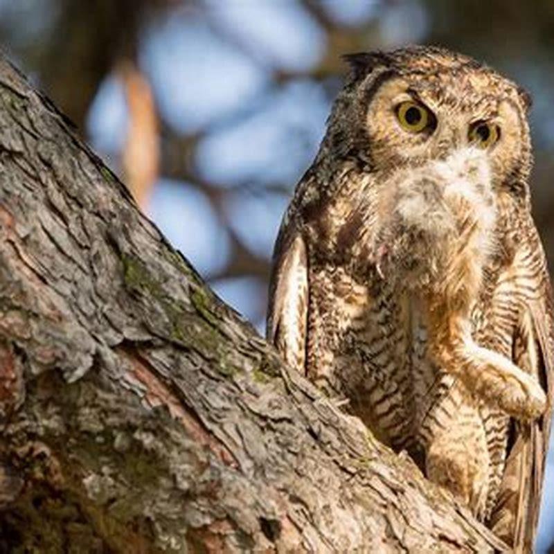 Do Screech Owls Eat Birds Diy Seattle