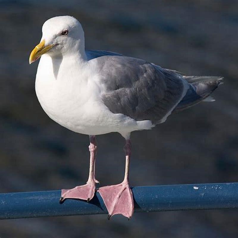 What Is The Order Of The Glaucous Winged Gull DIY Seattle