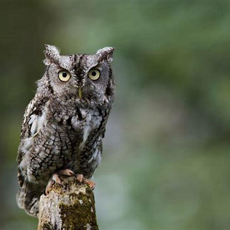 Why Are They Called Screech Owls DIY Seattle