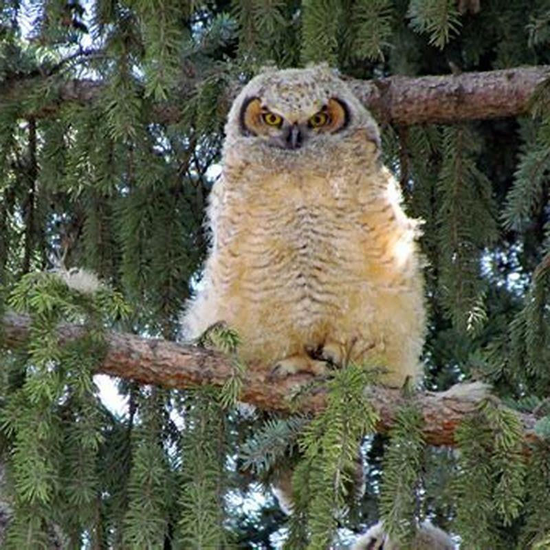 Why Are They Called Great Horned Owls DIY Seattle