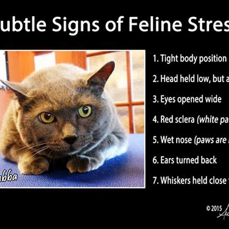 What Are The Signs Of A Stressed Cat Diy Seattle