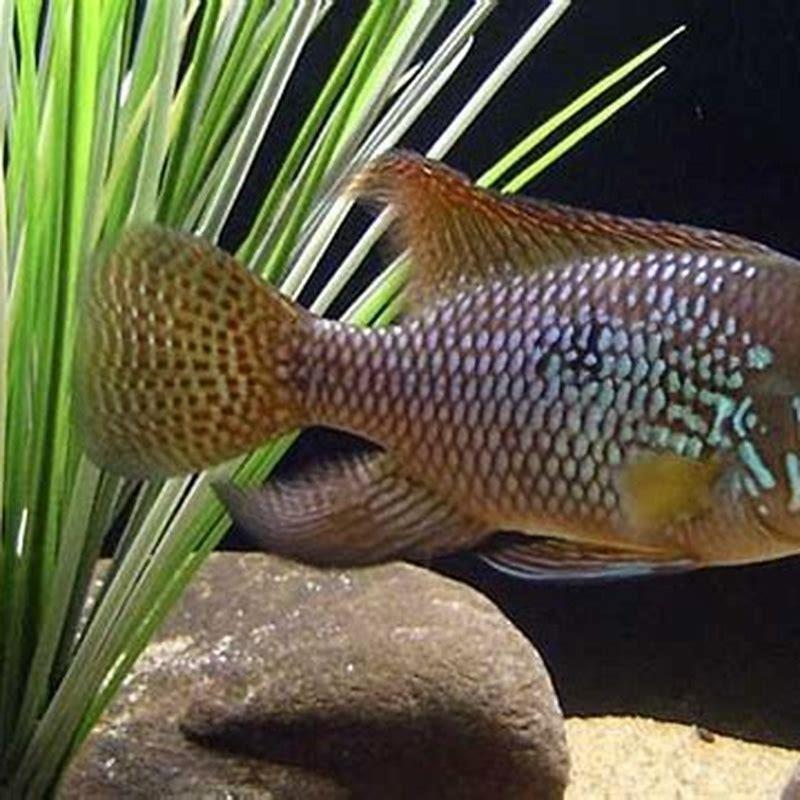 Are Pearl Cichlids Aggressive DIY Seattle