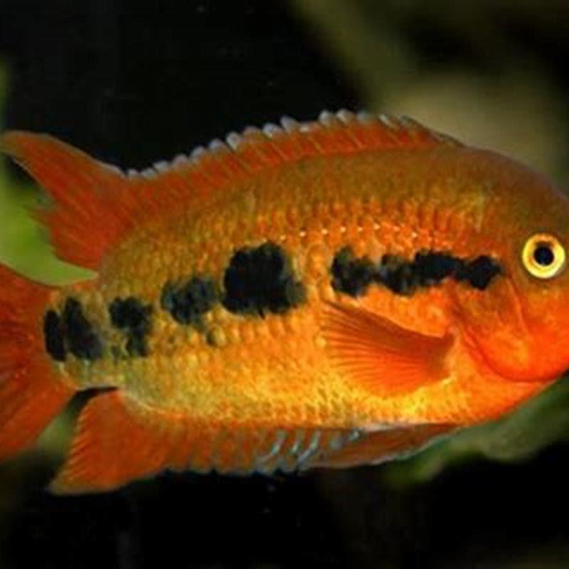 Are Rainbow Cichlids Aggressive DIY Seattle