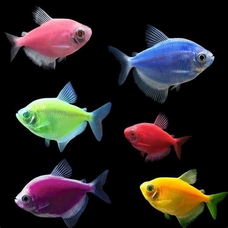 What Fish Can Go With Glow Tetras DIY Seattle