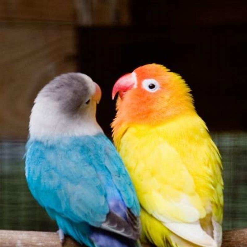 Are lovebirds smart? - DIY Seattle