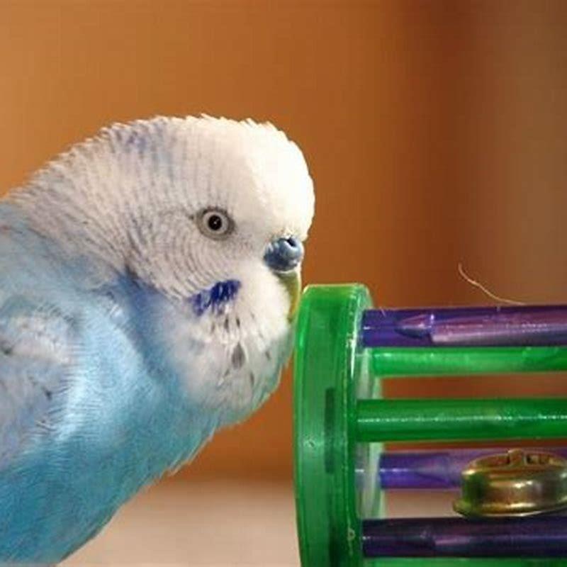 Do parrots need a bird bath?