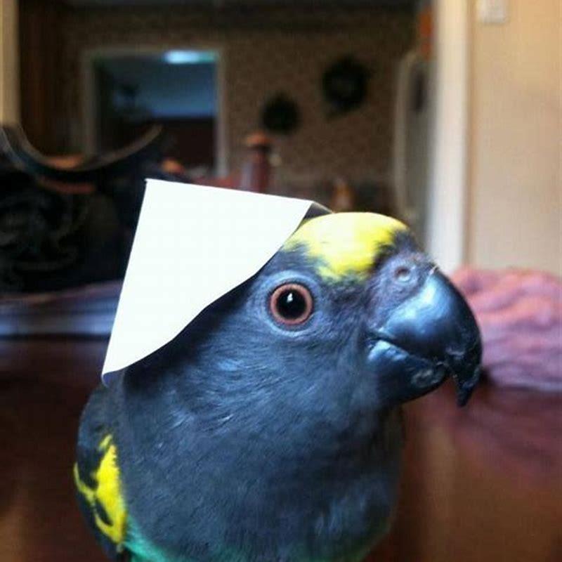How do you take care of a Meyer parrot?