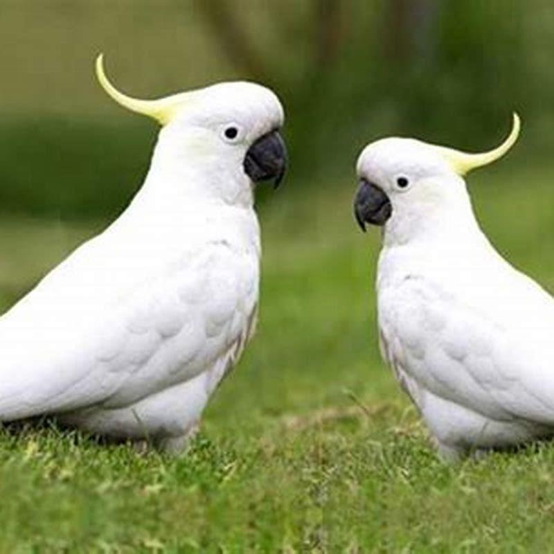 How much does a bare-eyed cockatoo cost?