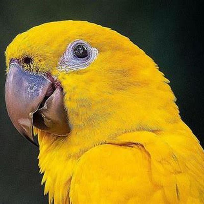 Is it cruel to clip parrots wings?