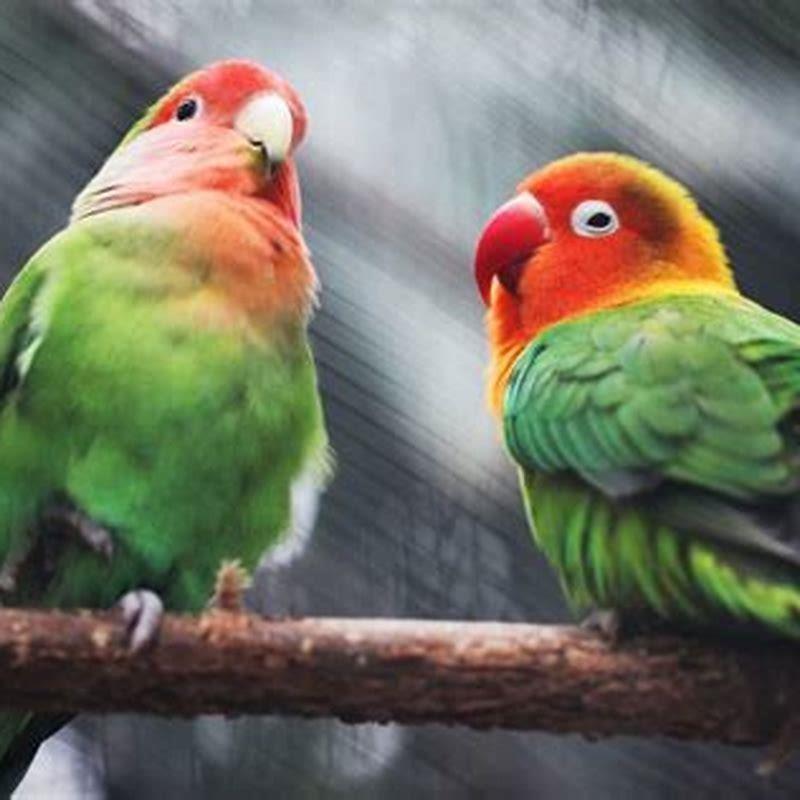 What do birds do when scared?