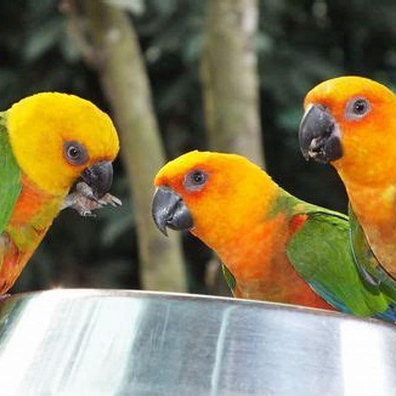 What do black hooded parakeets eat?