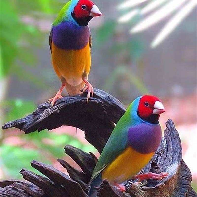 What is special about Gouldian finches?