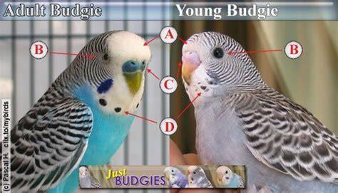 What’s the difference between a parakeet and a fancy parakeet?
