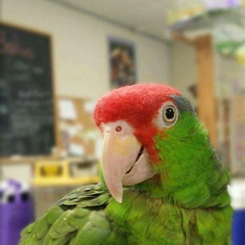 Are Amazon parrots noisey?