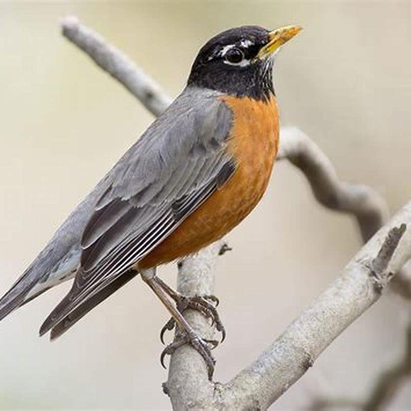 Are American Robins good? - DIY Seattle