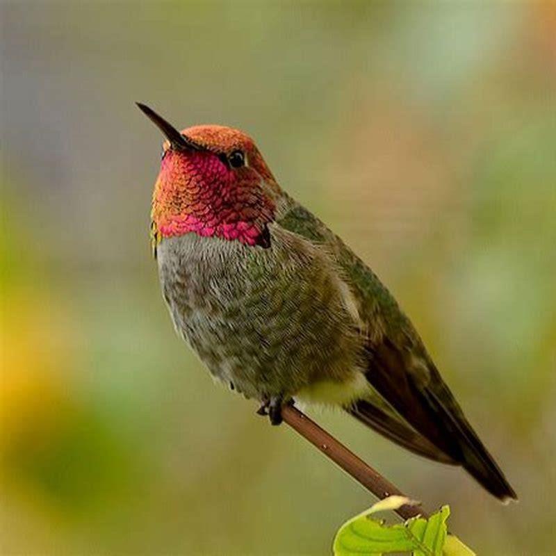 Are Anna’s hummingbird rare?