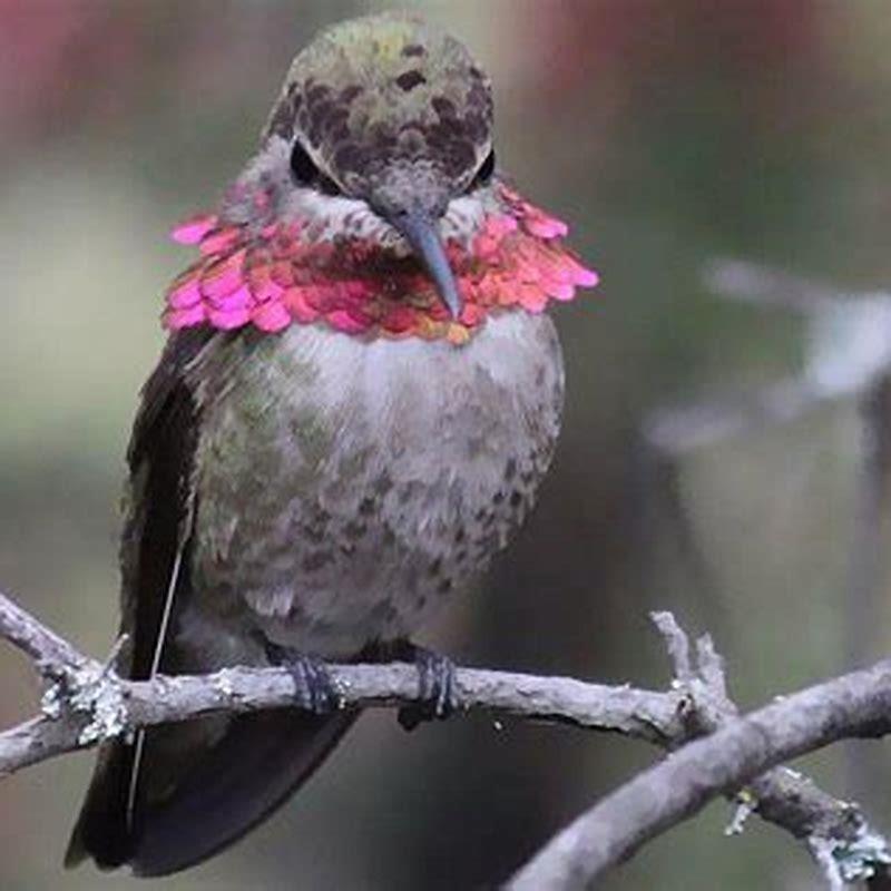 Are Anna’s hummingbirds aggressive?
