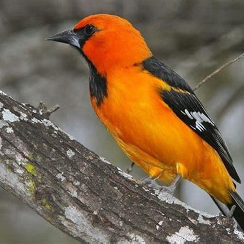 are-baltimore-orioles-endangered-diy-seattle