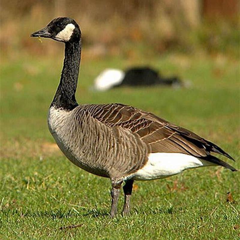 Are barnacle geese aggressive?