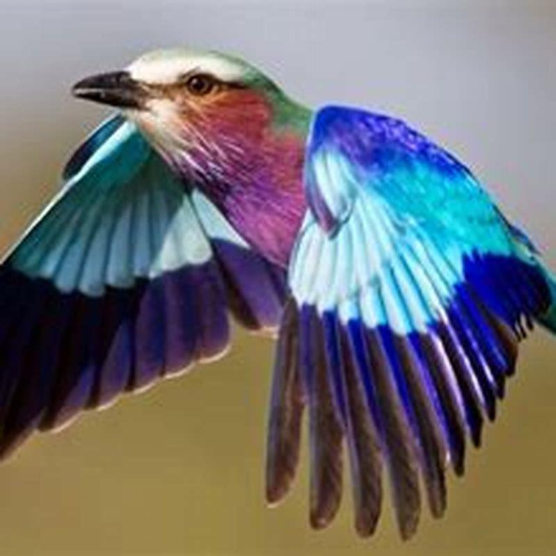 Are birds considered as animals?