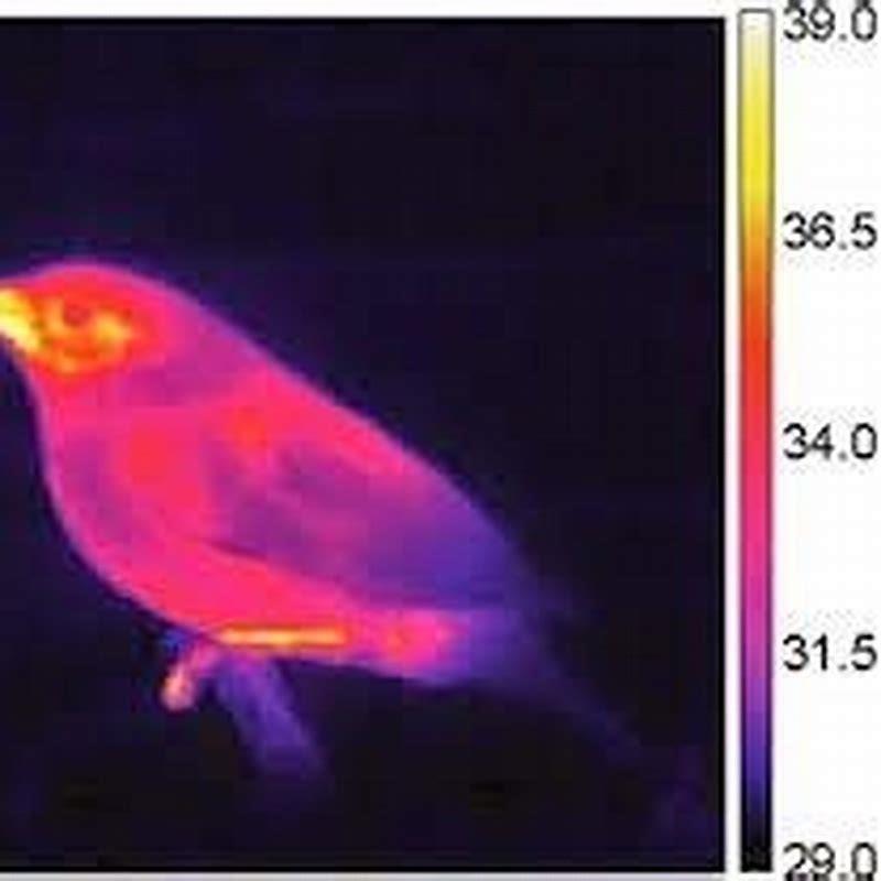 Are birds considered warm-blooded?