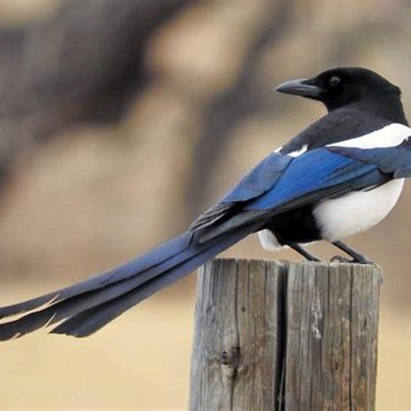 Are black-billed magpies common?