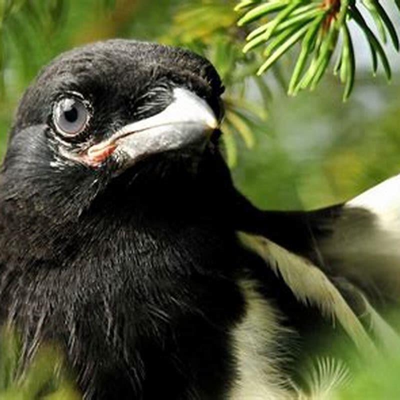 Are black-billed magpies rare?