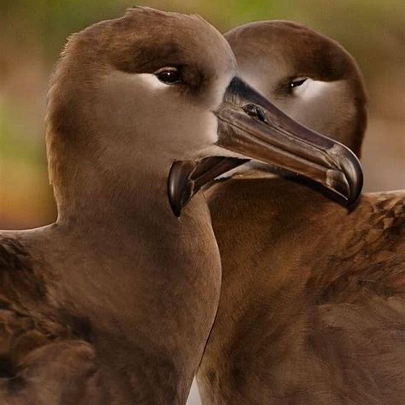Are black-footed albatross endangered?