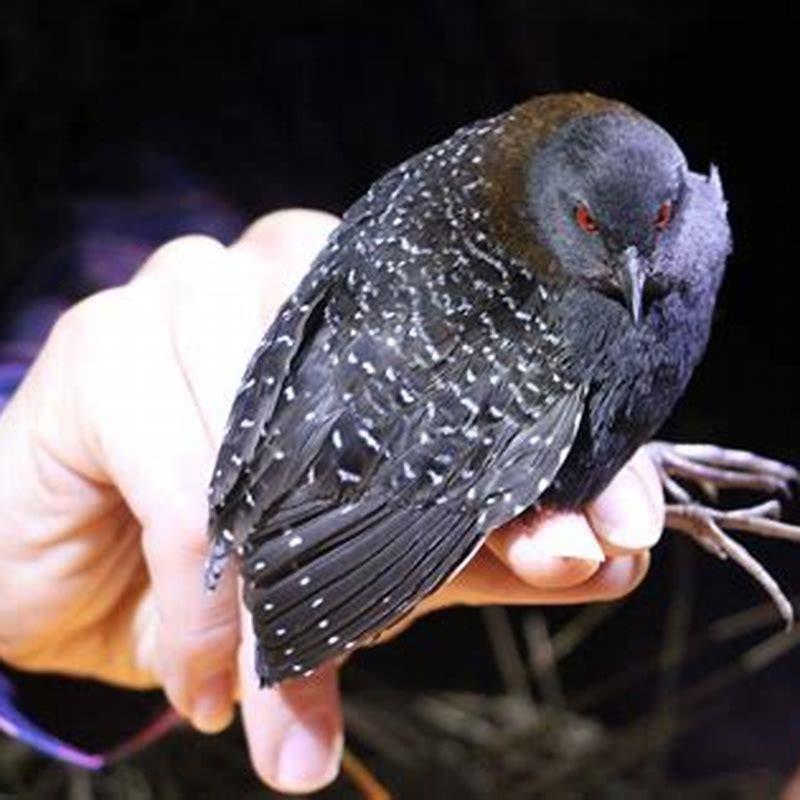Are Black Rails endangered?