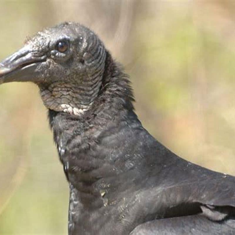 are-black-vultures-dangerous-diy-seattle