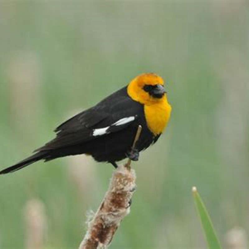 Are blackbirds in the corvid family?