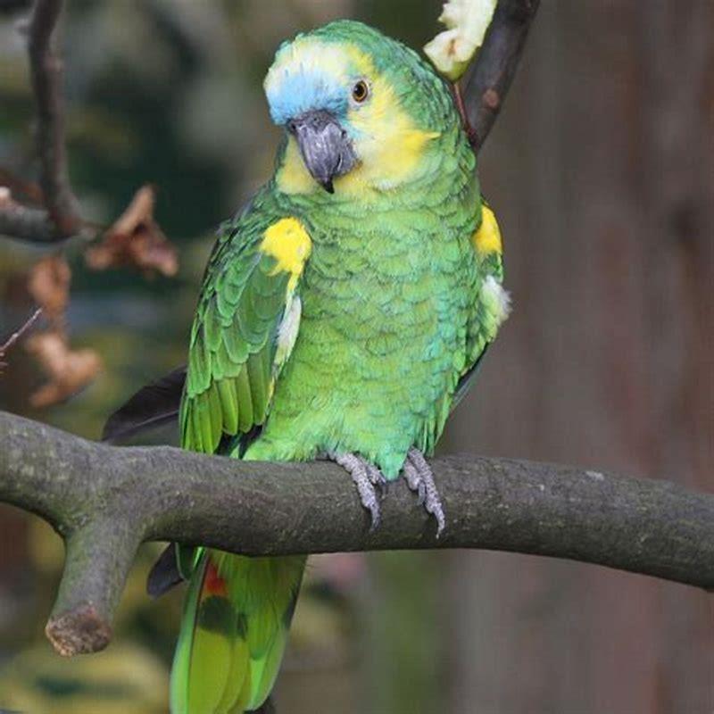 Are blue-fronted Amazons endangered?