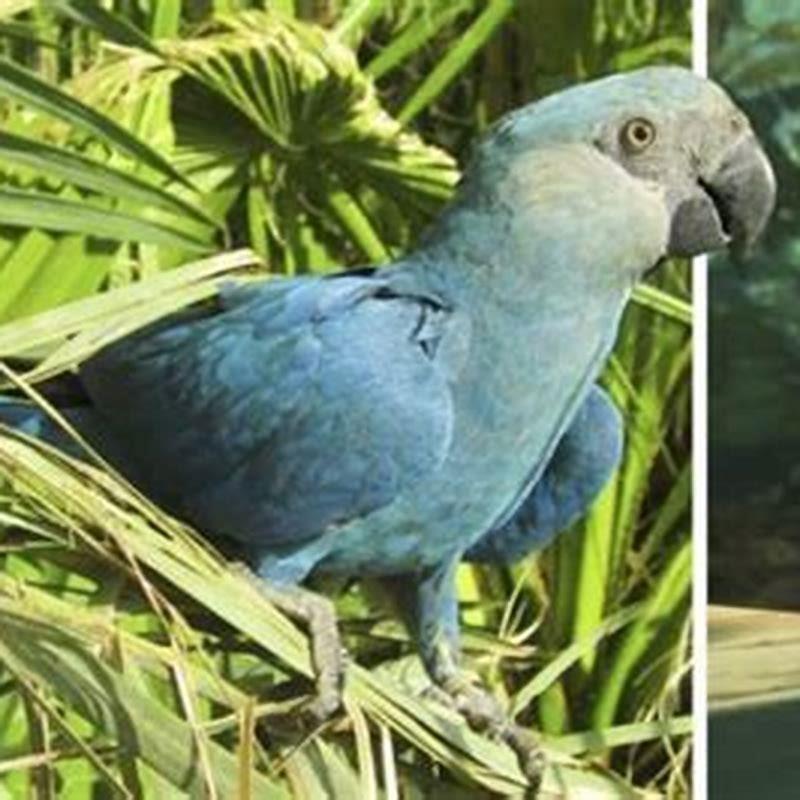 Are blue winged macaws extinct? DIY Seattle