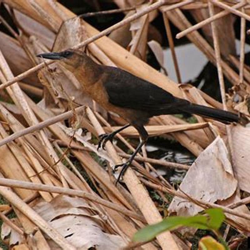 are-boat-tailed-grackles-invasive-diy-seattle