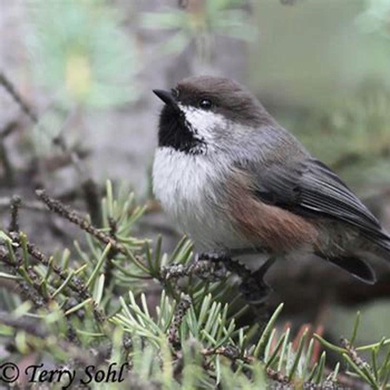 Are boreal chickadees rare?