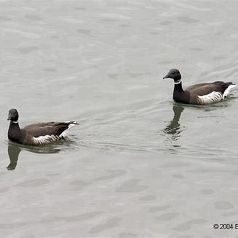 Are brant geese rare?