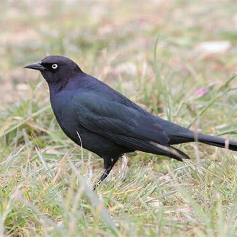 Are Brewers blackbirds rare?