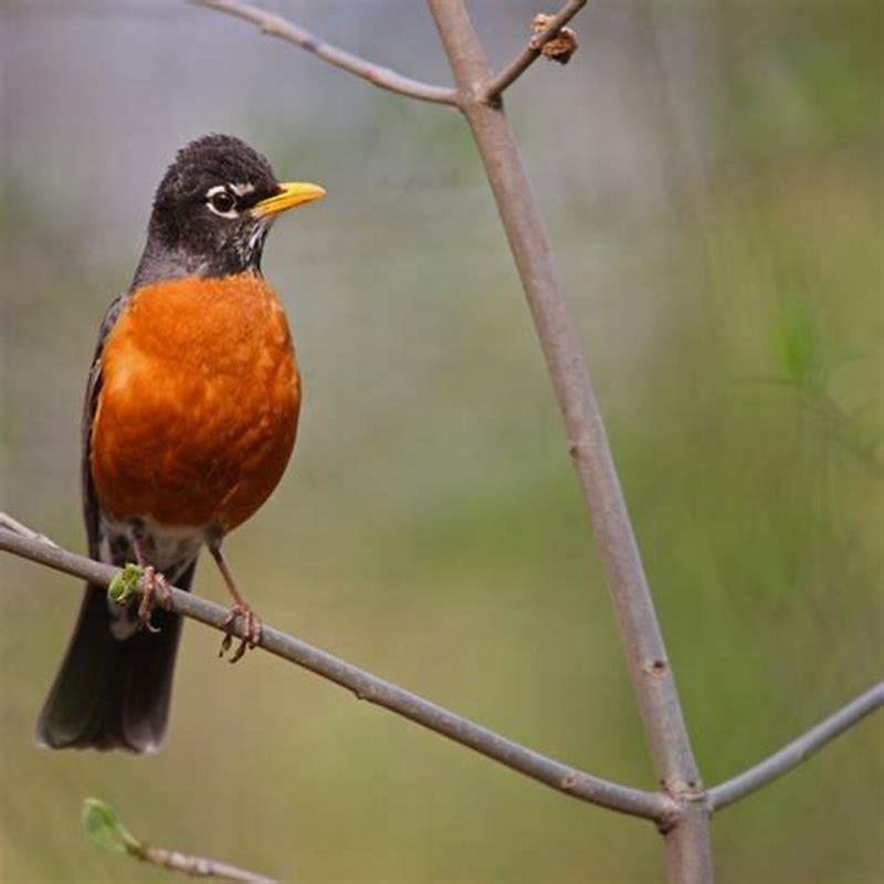 Are Broad-tailed Hummingbirds herbivores?
