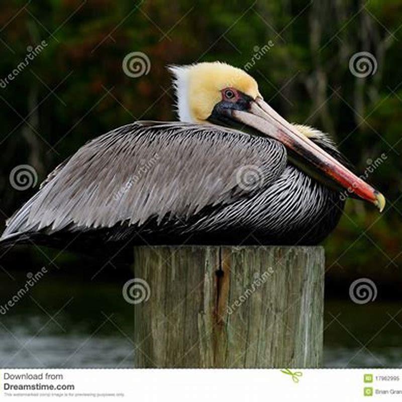 Are brown pelicans scavengers?