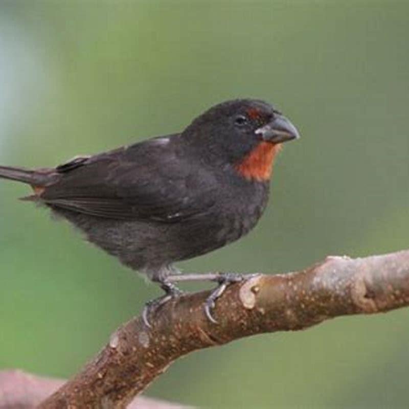 Are bullfinches aggressive?