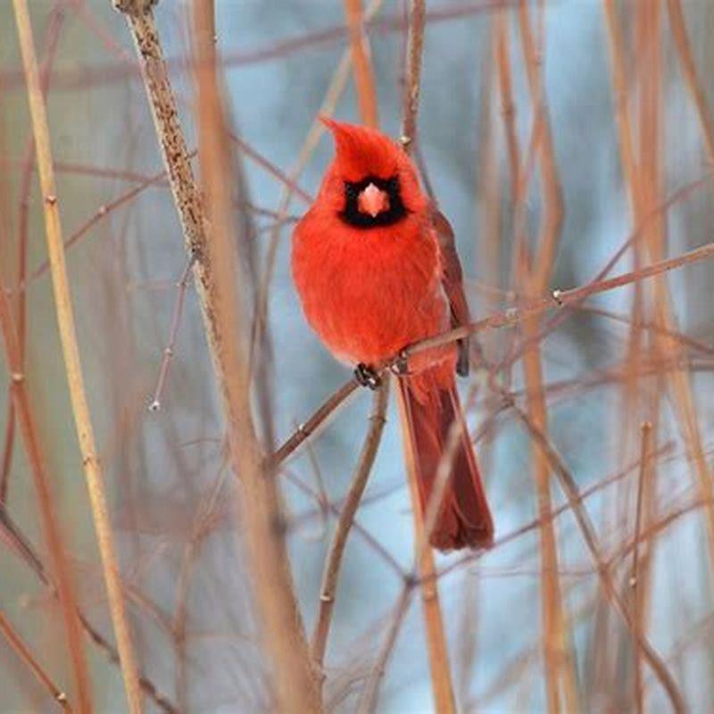 Are Cardinals edible?