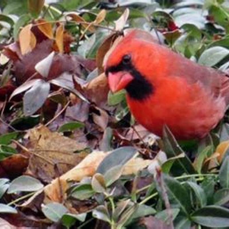 Are cardinals the only birds with orange beaks? - DIY Seattle