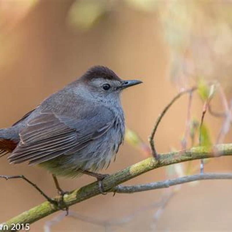 Are catbirds good to have around?