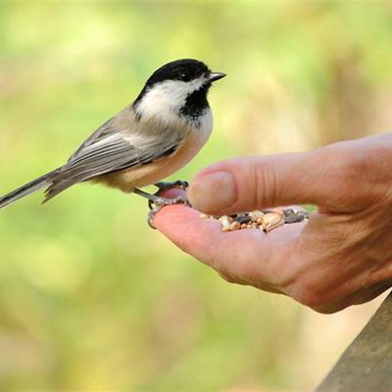 Are chickadees aggressive?