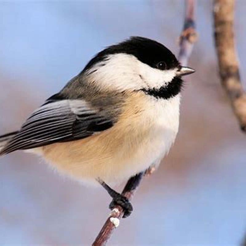 Are chickadees rare?