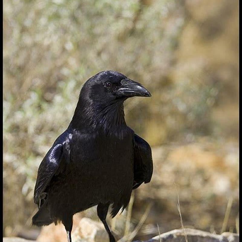 Are Chihuahuan raven game species?