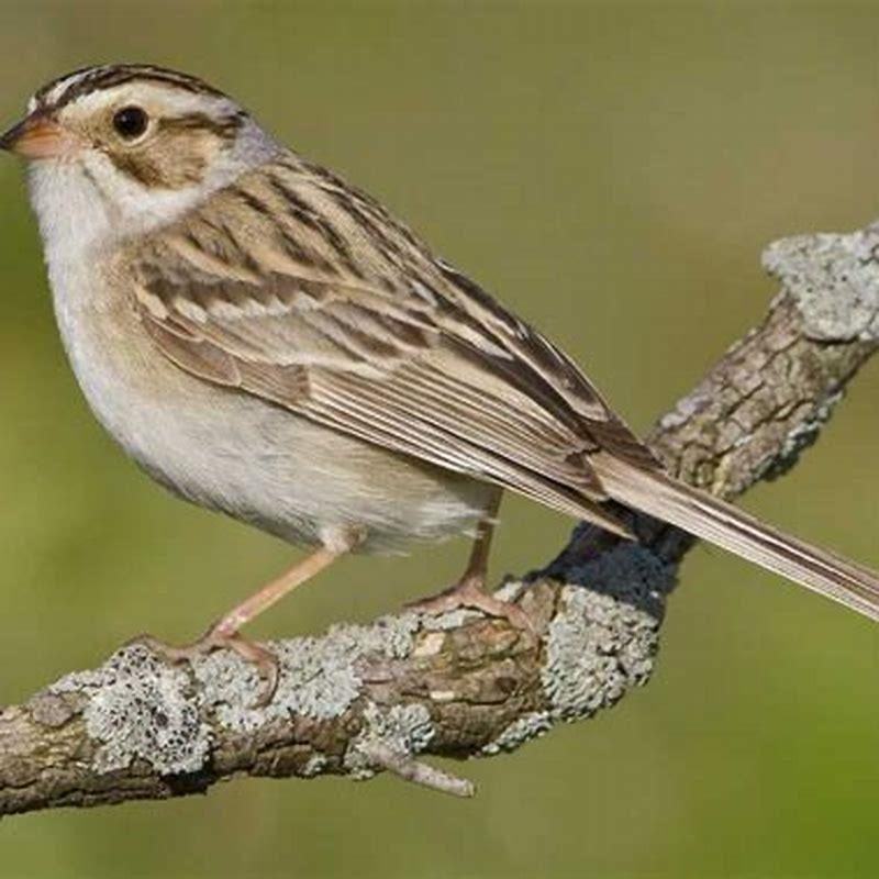 Are Chipping Sparrows rare?