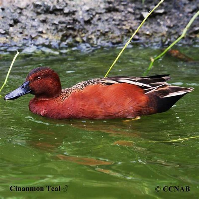 Are Cinnamon Teal endangered?