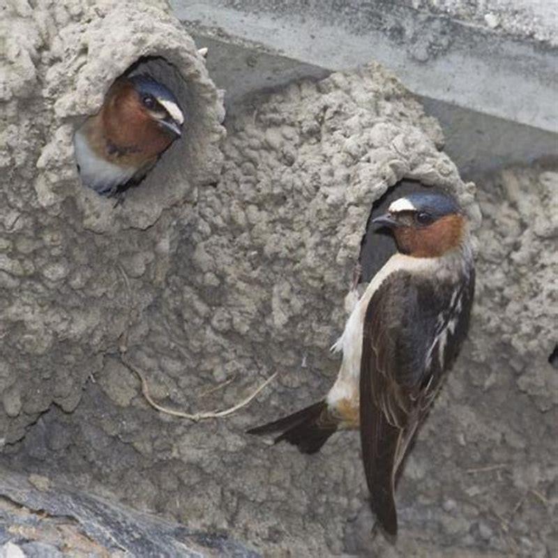 Are cliff swallows endangered?